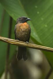 Black Cheeked Ant Tanager Rio Tigre Costa Rica S4e9942 26631235321 Jpg Bird Species At Swim Two Birds Painted Bunting