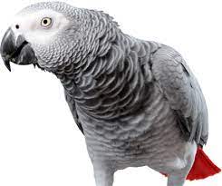 Are you searching for african png images or vector? Download African Grey Parrot Transparent Png Image With No Background Pngkey Com