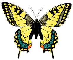 Yellow Butterfly Png Image Butterfly Pictures Beautiful Butterfly Images Yellow Butterfly