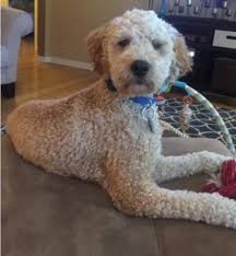 Mini goldendoodles and petite goldendoodles are hypoallergenic mini goldendoodles make wonderful pets. F2b Male Mini Goldendoodle For Sale In Milwaukee Wisconsin Classified Americanlisted Com