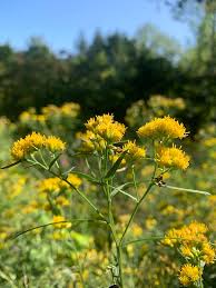 Image result for Asclepias graminifolia