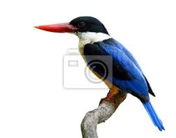 The common blackbird (turdus merula) is a species of true thrush. Fascinated Blue Bird With Black Head And Red Bills Perching On Leinwandbilder Bilder Cut Out Isoliert Beliebt Myloview De