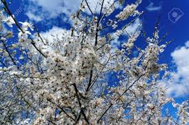 Check spelling or type a new query. Norwegian Tree Blooming White Wild Plum Tree In Spring Spring View Of The Thickets In Southern Norway Early Spring Puffy Clouds Stock Photo Picture And Royalty Free Image Image 39572085