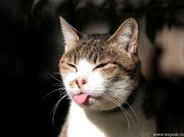 Image result for funny cats