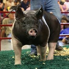 Managing Weight Gain In Show Pigs Purina Animal Nutrition