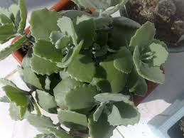 Kalanchoe Millotii Millot Kalanchoe World Of Succulents Succulents Planting Succulents Cacti And Succulents