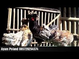 Unik Bingit Ternak Ayam Poland Jambul 085729254574 Youtube Ternak Ayam Polandia Warna