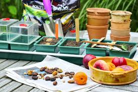 Lavez l'avocatier où les pucerons sont présents en l'arrosant avec un tuyau d'arrosage à l'extérieur ou dans. Comment Planter Un Noyau De Peche Detente Jardin
