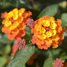 Luscious lantana are fantastic sun, heat and drought tolerant flowers for large containers and landscapes. 14 Best Full Sun Plants Heat Tolerant Flowers That Love The Sun