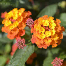 On those extra hot summer days. 14 Best Full Sun Plants Heat Tolerant Flowers That Love The Sun