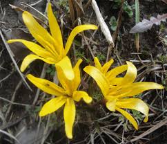 Image result for Colchicaceae