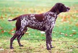 If you selected a specific state, try your search again using a neighboring state or no state at all. Canadian Kennel Club Club Canin Canadien