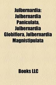 Image result for Julbernardia paniculata