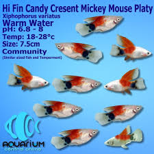 Hi Fin Candy Cresent Mickey Mouse Platy Xiphophorus Variatus 3cm Aquarium Central (heraldry) of a field semy of plates. hi fin candy cresent mickey mouse platy xiphophorus variatus 3cm