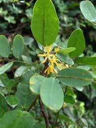 Image result for Secamone delagoensis