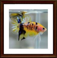 Beda Jenis Cupang Marble Fancy Galaxy Candy Tiger Nemo Samurai Gerava Ikan Hias Burung Kicau Kucing Lucu Anjin Di 2020 Kucing Anjing Anjing Anjing Lucu