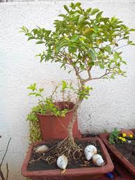 Mehandi Bonsai Plant Plants Bonsai Plants Bonsai