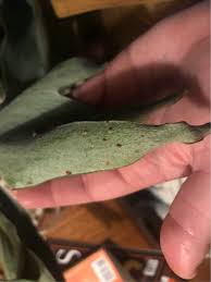Check spelling or type a new query. What S Going On With My Staghorn Fern And How Do I Save It Gardening Landscaping Stack Exchange