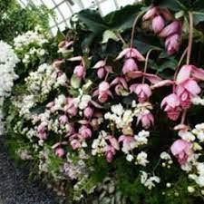 Medinilla Magnifica Care Google Search Trees To Plant Plants Flower Images