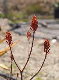 Image result for Aloe cameronii