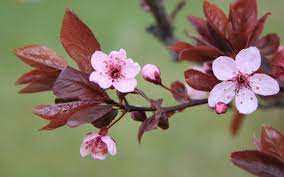 Cherry Cherry Blossom Branches Leaves Flower Flowers Pink Green White Spring Nature Cherry Blossom Flowers Cherry Blossom Bonsai Tree Lovely Flowers Wallpaper