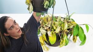 In our garden, our zucchinis have always grown very well with rainfall alone. How To Revive Your Dying Plants Youtube