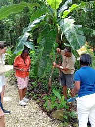 Image result for Malvaceae subfamily Bombacoideae