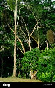 Image result for Cordia alliodora