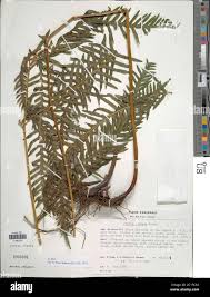 Image result for Pteris dentata