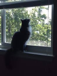 Expatriates.com has listings for jobs, apartments, items for sale, services, and community. Pet Adoption Network 4261 Culver Rd Rochester Ny Animal Shelters Mapquest