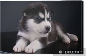 Find siberian husky puppies and breeders in your area and helpful siberian husky information. Cute Siberian Husky Puppy Canvas Print Pixers We Live To Change