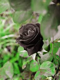Buy black amp green rose plant online only in 20 25 rs. Real Black Roses Black Rose Flower Real Black Roses Rose Seeds