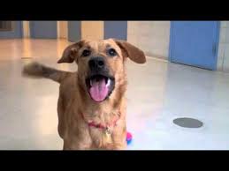 It led to a state law that regulates dog breeders and sellers. George A Golden Retriever Shepherd Mix Available For Adoption At The Wisconsin Humane Society Youtube