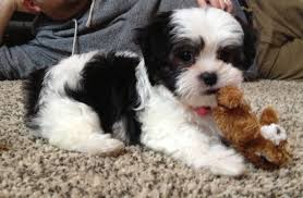 Pictures Of Maltese Dogs Pets World Pin By Patrick Mcginty On Maltese Dogs Shepherd Puppies 15 Preuves Que Les Chiots Es In 2020 Shih Tzu Dog Shih Tzu Shih Tzu Puppy