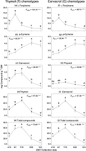 Image result for Aeollanthus myrianthus