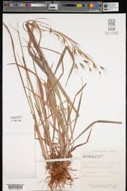 Image result for Hyparrhenia nyassae