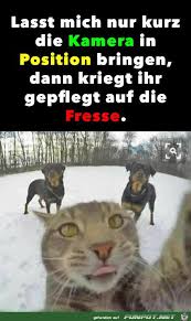 Pin On Katzen