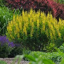 Image result for Indigofera demissa