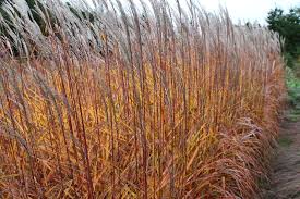 Image result for Eulalia