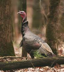 A symbol of american pride and of beauty, power, and majesty. Https Www Mdwfp Com Media 301234 Wild Turkey Ecology And Management P3406 Low Res Pdf