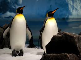 See more ideas about penguins, penguin world, penguin love. Antarctica S Iconic King Penguins May Have To Move South Scientific American