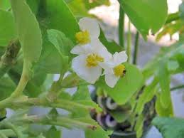 Begonia Fair Lady The Flower Expert Flowers Encyclopedia Plants Begonia Flowers