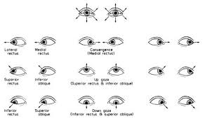 Image result for Extraocular Movement