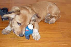 Hochwertiges futter ist bei hundewelpen besonders wichtig, da sie in dieser zeit zu verdauungsbeschwerden mit durchfall und erbrechen neigen. Welches Welpenfutter Ist Das Richtige Tiermedizinportal