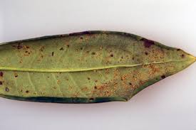If you have evergreen rhododendrons and live in an area where it gets cold in the winter, you may see the leaves curl up and look pretty unhappy during a cold. Rhododendron Rusts Pacific Northwest Pest Management Handbooks