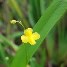 Image result for Utricularia subulata
