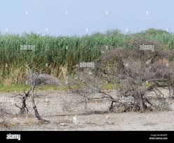 Image result for Cyphostemma hermannioides