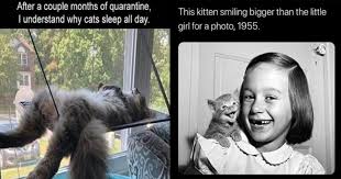 Nothing like a good hearty dose of cat memes on such a fine caturday! Caturday Returns With Much Needed Goodies 31 Cat Memes Mimicnews