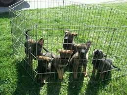 A national breed club (parent club) is a national organization that is dedicated to the preservation, protection and advancement of a dog breed. Akc And Ukc German Shepherd Puppies For Sale In Merrill Michigan Classified Americanlisted Com