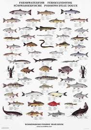 Pin By Amanda Thomas On Natures Table In 2019 Fish Chart